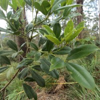 Melicope lunu-ankenda (Gaertn.) T.G.Hartley